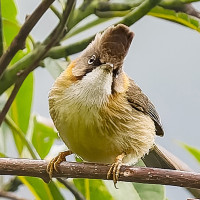 Whiskered Yuhina